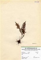 藏品(蒿蕨)的圖片